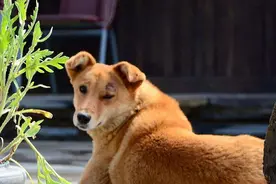 故事：黄狗回家后满身是伤，主人好奇跟踪，发现山洞有婴儿图片