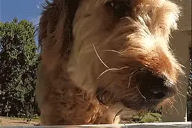 狗狗的夏天“噩梦”！给狗子避暑真的是个难题图片