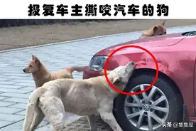 动物的复仇：对人类进行报复的6种动物图片
