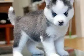 宠物｜25种杂交犬种幼崽，都说混血儿漂亮，那么混血犬呢？图片