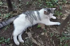 主人拆迁后遗弃猫咪，好心人投喂时感叹：这种猫也有人丢？图片