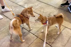 柴犬百科｜预算只有三四千可以养柴犬吗？图片