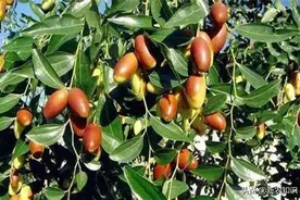 红枣日光温室矮化密植栽培新技术，种植都要注意些什么呢，来看看图片