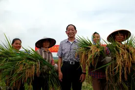 袁隆平：中国杂交水稻之父的传奇人生图片