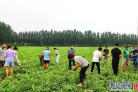 直击“疫”线丨助推瓜农打开销路，雄安新区这样做！图片