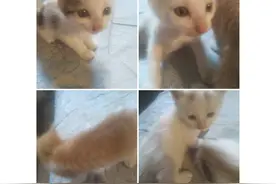 卖个小猫好难呀图片