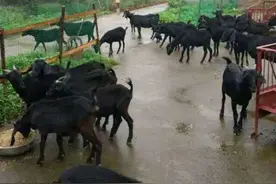 有一种饲料配方养羊效果好，容易配，而且便宜图片