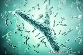 可怕的真相！Y染色体正在消亡！这对男人来说意味着什么？图片