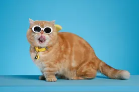 猫的假孕与宫外孕图片