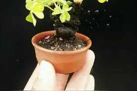 十步之内皆芳草，免费盆景素材采集之道图片