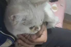主人因工作将猫咪送给别人，多年后再次见到猫咪，忍不住泪如雨下图片