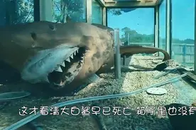 男子走进废弃动物园地下室，无法淡定了：水缸里是一条大白鲨图片