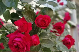 养好月季花，有2个“重点”，掌握好了，一根枝条开“双花”图片
