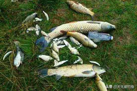 野钓狠招数：双铅钓法和双铅跑铅钓组，刮风流水照样钓大鱼！图片