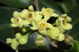 植物大观园|世界上什么树最香？图片