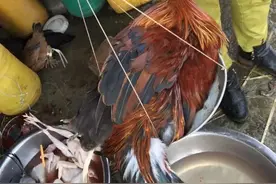缅甸华人过年风俗，大年初二“打牙祭”图片