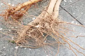 辣椒根记得捡回家，这几大妙用生活中都能用得上，越早知道越好视频封面