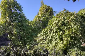 秋日话说佛手瓜图片