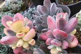 买一盆几百甚至上千块的多肉老桩贵货是怎样的体验？新手不要尝试图片