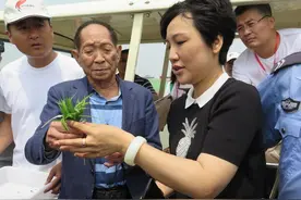 袁隆平，您的“海水稻”又到插秧季节图片