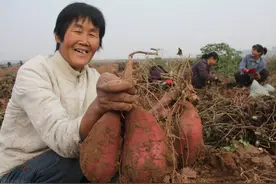 红薯储藏有诀窍，老农传授一招，储存一冬不腐烂不生芽，越放越甜图片