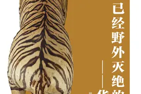 走进福建博物院自然馆，了解馆藏华南虎标本背后的故事图片