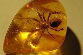 琥珀中的生物到底还有没有活着图片
