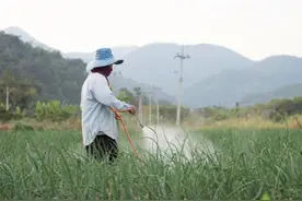 种植庄稼时喷洒醋就可以增产，真的假的？图片