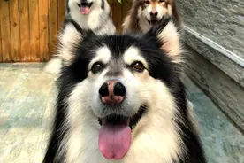 先别扔狗！阿拉斯加雪橇犬、松狮、秋田犬等6种狗或无需禁养图片