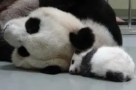 快讯 / 大陆赠台大熊猫“团团”、“圆圆”喜迎“二胎”图片