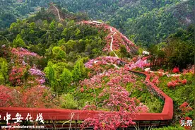 春游江淮请您来：岳西天峡千亩杜鹃花开迎客来图片
