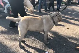 河南：双血统拉布拉多卖白菜价却无人问，大哥只好1000送上狗肉车图片
