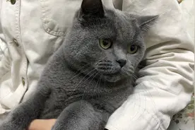 路上看到流浪猫，可以直接抱回家吗？如何正确收养一只流浪猫？