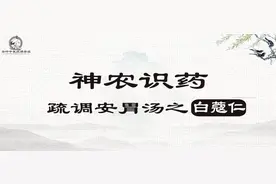 《神农识药》疏调安胃汤之白蔻仁图片
