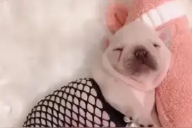 小奶狗+黑丝？这种诱惑谁能抵抗？斗牛犬这睡衣你给打几分？图片