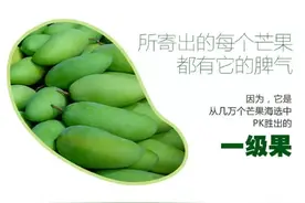 甜到让你口水直流，百色桂七芒果震撼上市，还不赶紧来一箱？图片