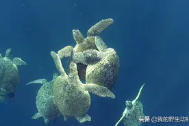 海洋里一种动物，雌性和多只雄性交配，因为反抗太费力图片