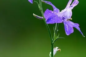 《百花集》（一百二十）图片