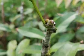 嫁接的荔枝苗木成活率低生长缓慢怎么办？“接生”这一步是关键图片