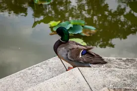肉鸭场区内应该如何杀虫、灭鼠、控鸟？图片