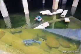 无锡一烂尾楼被业主养鱼，6年后成网红打卡地，里面的鱼什么来头图片