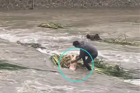 山西洪水过境，40斤大鱼被水草缠住，小伙下河捞起，网友：放生吧图片