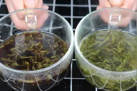 80岁奶奶把冰糖和茶叶放一起，想不到这么厉害，每天一碗，身体棒图片