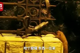 黄鼠狼与青蛇撕咬，北京居民激情解说，网友：黄鼠狼战力惊人图片