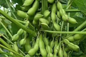 6-8月想种毛豆？这两款大粒又高产的好品种赶紧试试图片