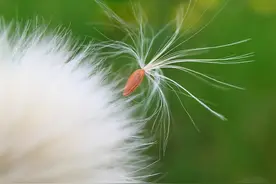 手机微距拍摄探秘图片