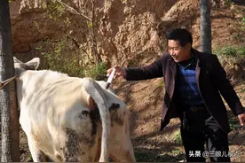 1乡村兽医给牛看病，1次10分钟搞定，月入15000元很轻松图片