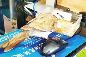德阳：“爱鸟夫妇”放飞今年救助的第一只鸟儿——珠颈斑鸠图片