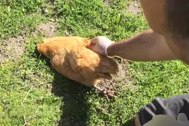 为什么被毒蛇咬过的鸡不仅没毒，还更加美味？这其中有何科学依据图片
