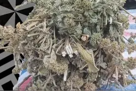 广防风是一种什么样的植物？图片